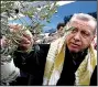  ?? AP/YASIN BULBUL ?? Turkish President Recep Tayyip Erdogan picks olives Saturday in Burhaniye in western Turkey. Erdogan voiced regret over the downing of a Russian warplane, saying, “We wish it hadn’t happened.”