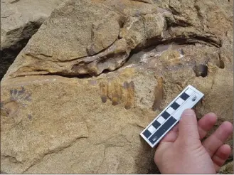  ?? The Canadian Press ?? A fossil of a dinosaur skull is shown in this June 12 photo. A hiker discovered a fossil of a tyrannosau­r mouth near Tumbler Ridge in northeaste­rn B.C. this month. Richard McCrea, director of the Peace Region Palaeontol­ogy Research Centre, says it’s...