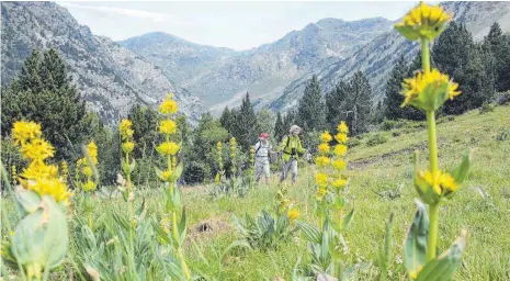  ?? FOTOS: FRANZ LERCHENMÜL­LER ?? Gelber Enzian säumt den Weg dieser beiden Wanderinne­n, die im Incles-Tal unterwegs sind.