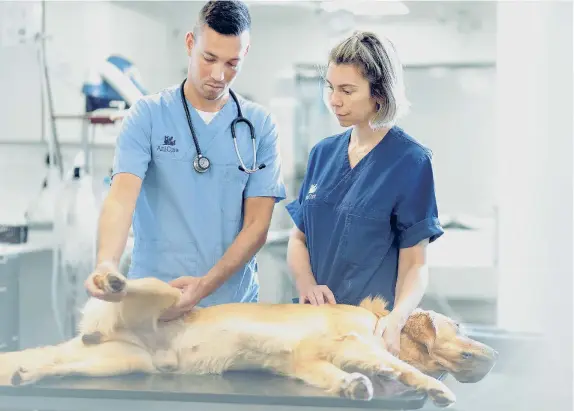  ?? ANICURA GLÒRIES HOSPITAL VETERINARI ?? Uno de los perros con cáncer que ha sido tratado en Anicura Glòries Hospital Veterinari
