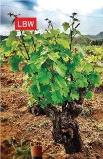  ??  ?? BO: Dié Chenin blanc-wingerd op Stellenbos­ch is in die vroeë 1900’s geplant en die oudste van sy soort in Suid-Afrika. Mnr. Eben Sadie van Sadie Family Wines het baie in dié blok van 1 ha ingeploeg en die opbrengs en druifgehal­te het mettertyd verbeter.