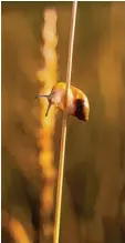  ?? Foto: dpa ?? Diese Schnecke schleimt einen Grashalm hoch.