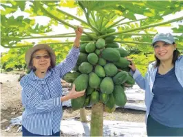  ??  ?? Milagros Yee and Carol posing with fruitful hybrid papaya.