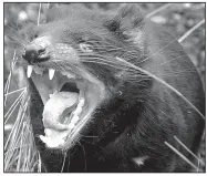  ??  ?? The Tasmanian Devil will replace the Titans as Jacksonvil­le High’s mascot. The fierce marsupial allows the school to have Devils as a mascot once again without appearing to be a satanic cult.
