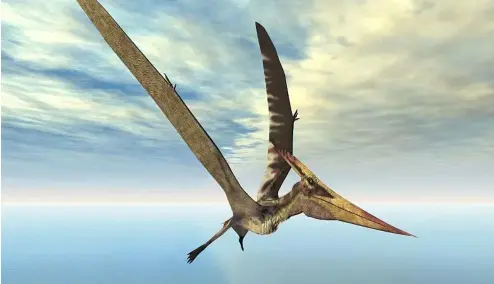  ?? ?? A computer generated image of the Pterosaur Pteranodon, a different species of pterosaur to the one uncovered on Skye.