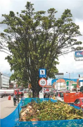  ?? / Gustavo Torrijos ?? Se sembrarán 2.500 árboles, para completar 4.718 en la avenida.