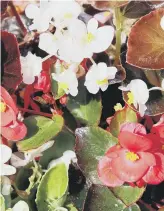  ?? ?? SMALL WONDER: Wax begonias guarantee months of blooms.