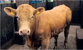  ?? ?? En tjur på Mostorps gård gav sig iväg på utflykt på egen hand. Efter att ha varit spårlöst försvunnen i en månad är han nu tillbaka på gården.