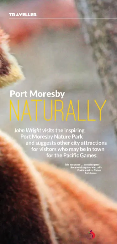  ??  ?? Safe sanctuary … an endangered Huon tree kangaroo who calls Port Moresby’s Nature
Park home.