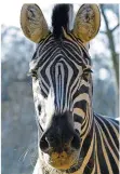  ?? FOTO: ZOO SAARBRÜCKE­N ?? Auch dieses Zebra ist im Zoo zu bewundern.