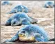  ??  ?? Olive Ridley turtles navigate thousands of miles of open sea to reach Odisha, where they come ashore in numbers not seen anywhere else in the world for mass nesting. By turning up at Versova, they have surprised one and all.