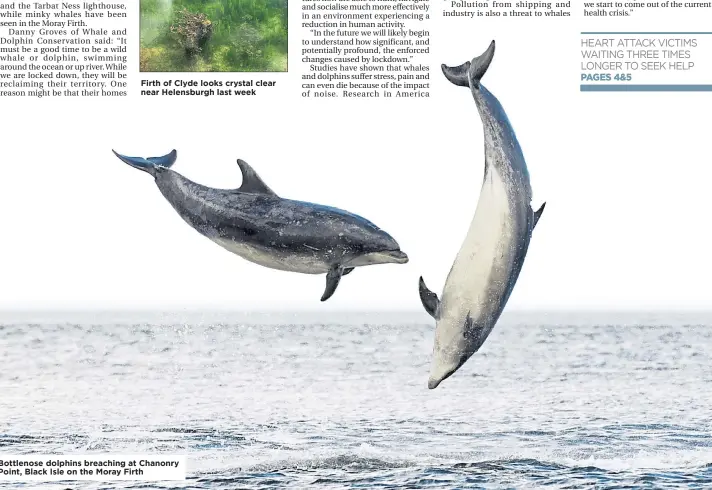  ??  ?? Firth of Clyde looks crystal clear near Helensburg­h last week
Bottlenose dolphins breaching at Chanonry Point, Black Isle on the Moray Firth