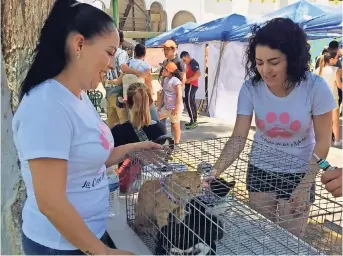  ??  ?? hubo espacios con mascotas para adoptar