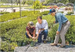  ?? ERNIE COWAN ?? Karen Parke, Jose Cohen and Renee Murphy check on some of the native plants at Moosa Creek Nursery.