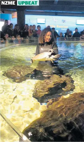  ??  ?? Toby about to go into the turtle rescue tank at Sea Life Kelly Tarlton's on the Auckland waterfront.