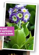  ??  ?? Alpines and border auriculas grow well in beds