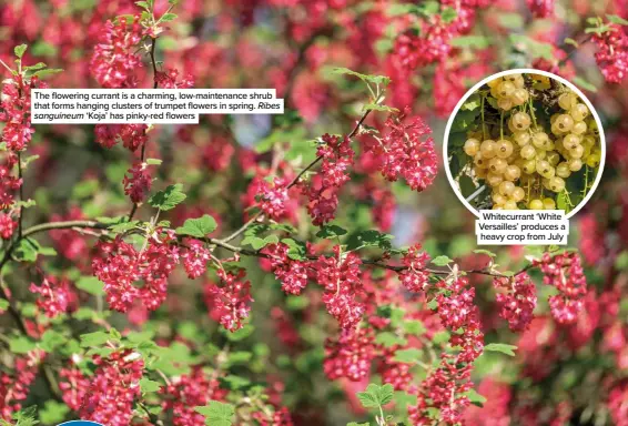  ?? ?? The flowering currant is a charming, low-maintenanc­e shrub that forms hanging clusters of trumpet flowers in spring. Ribes sanguineum ‘Koja’ has pinky-red flowers
Whitecurra­nt ‘White Versailles’ produces a heavy crop from July