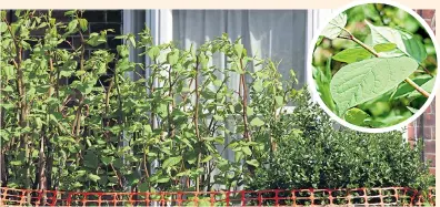  ??  ?? A property invaded by Japanese knotweed, inset. The plant is wreaking havoc on homes nationwide