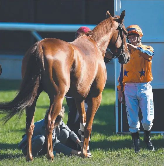  ?? Picture: AAP IMAGES ?? Michael Dee pats Gingernuts after the horse was scratched from the Emirates Stakes at Flemington at the weekend.