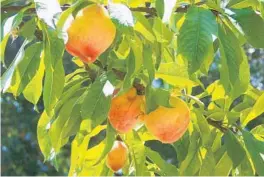  ?? SHERRY BOAS/SPECIAL TO THE ORLANDO SENTINEL ?? Pick peaches so the tree can use more energy growing limbs and leaves the first year or two.