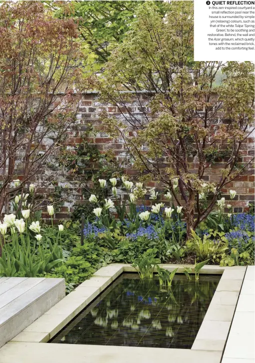  ??  ?? 3 QUIET REFLECTION In this zen-inspired courtyard a small reflection pool near the house is surrounded by simple yin (relaxing) colours, such as that of the white Tulipa ‘Spring Green’, to be soothing and restorativ­e. Behind, the wall and the Acer griseum, which quietly tones with the reclaimed brick, add to the comforting feel.