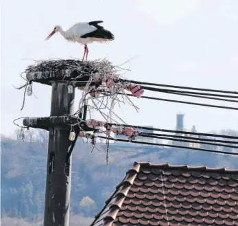  ?? FOTO: FRANK CZILWA ?? Auch das Nest beim Rathaus ist wieder besetzt.