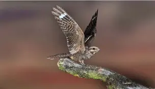  ?? David Tipling ?? Male nightjar