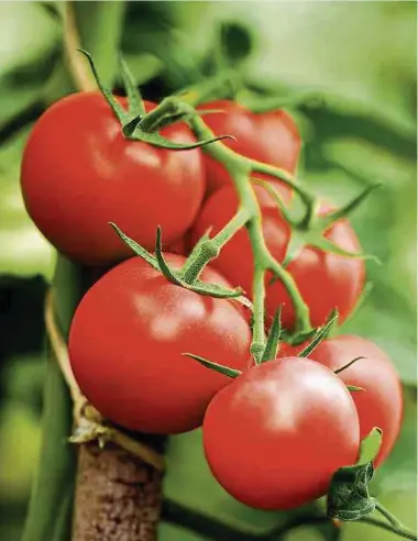  ?? Foto: Shuttersto­ck ?? Saftig rote Tomaten gehören zum Sommer einfach dazu. Sind sie noch unreif, sollte man allerdings lieber die Finger davon lassen – dann sind sie nämlich giftig.