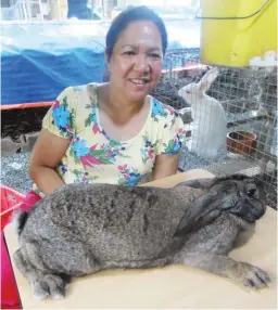  ??  ?? PUREBRED FLEMISH RABBIT – Jeannie Menor poses with a purebred Flemish rabbit which is used in upgrading the common stocks at the Tierra del Menor Farm. When crossed with American Blue, the offspring are much bigger and faster-growing than the ordinary...