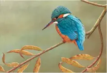  ??  ?? A kingfisher on willow is just one of the amazing wildlife painting on display at Robert Fuller’s Gallery in Thixendale.