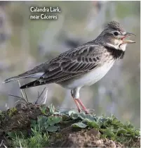  ??  ?? Calandra Lark, near Cáceres