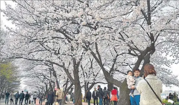  ?? JUNG YEON-JE / AFP ?? Floración intensa. Los cerezos que crecen junto a la Asamblea Nacional de Corea del Sur, en Seúl, estaban ayer
en todo su esplendor