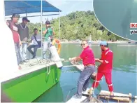  ??  ?? IKAN Napoleon yang dilindungi. ABD Madin menarik kapal selepas melawat ternakan ikan.