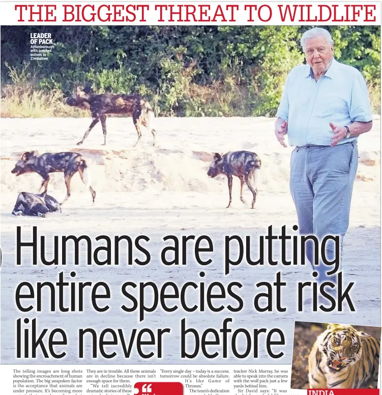  ??  ?? LEADER OF PACK Attenborou­gh with painted wolves in Zimbabwe Tiger in Bandhavgar­h National Park