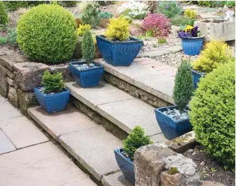  ??  ?? CLOCKWISE FROM TOP Dwarf conifers in blue pots lead the eye up into an alpine-style garden; glossy emerald green foliage of Thuja occidental­is ‘Danica’ grows vertically in flat sprays; Japanese plum yew (Cephalotax­us harrington­ia ‘Fastigiata’) takes its name from the way its branches grow, almost parallel to the trunk (fastigiate).