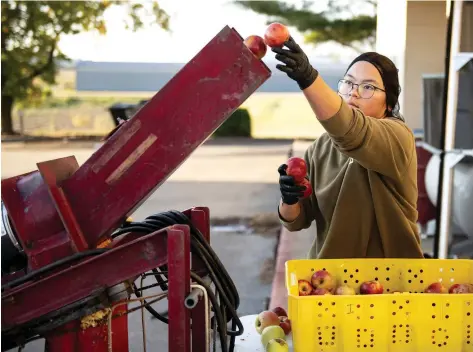  ?? (Special to The
Commercial/University of Arkansas System Division of Agricultur­e/Fred Miller) ?? A food science student feeds apples into an apple crusher. This was the first step of a daylong process to make apple butter at the Arkansas Food Innovation Center.