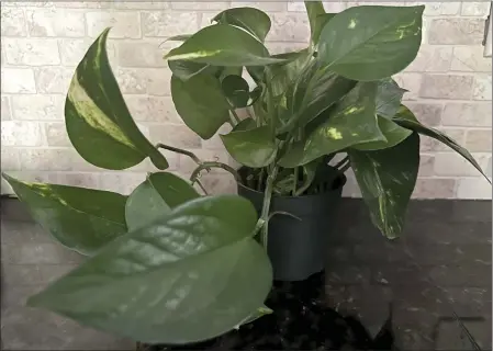  ?? JESSICA DAMIANO VIA AP ?? A vining pothos houseplant, which has toxic properties so should be kept away from children, is seen on Jan. 17.