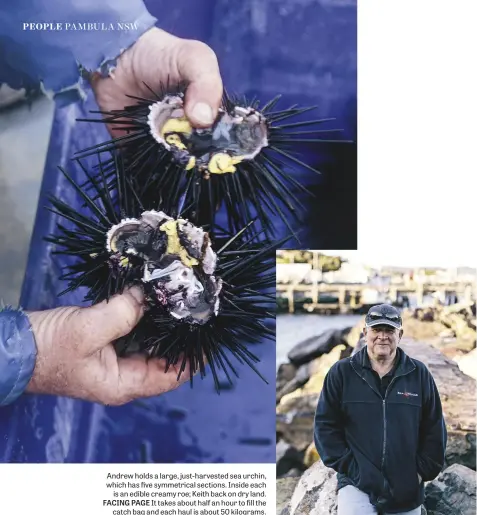 ??  ?? Andrew holds a large, just-harvested sea urchin, which has five symmetrica­l sections. Inside each is an edible creamy roe; Keith back on dry land. FACING PAGE It takes about half an hour to fill the catch bag and each haul is about 50 kilograms.