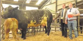  ??  ?? Champion Craig Malone’s Limousin X won the show at Caledonian Marts and