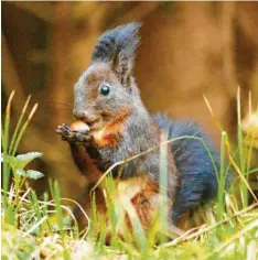  ??  ?? Elvis oder Eichhörnch­en? Das Bild von Angela Merk aus Emershofen (Kreis Neu‰Ulm) zeigt diesen kleinen Nager in ganz besonderer Pose.