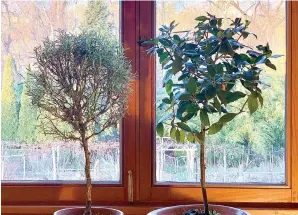  ?? Associated Press ?? ■ A rosemary plant, left, and a Bay Laurel, right, are shown in New Paltz, NY. Rosemary is an herb ideal for growing on a windowsill in winter, provides aroma, flavoring and beauty