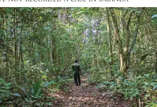  ??  ?? Entebbe, Uganda : A tour guide walks in the Ziika forest in Uganda, near Entebbe. — AFP photos