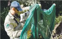  ?? ?? Army veteran and Veterans Corps Fisheries Corpsmembe­r Joan Cardenas prepares a fishing net for an electrofis­hing survey project in Chorro Creek.