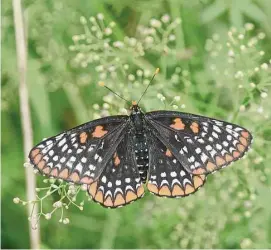  ?? File photo / H John Voorhees III/Hearst Connecticu­t Media ?? A Baltimore Checkerspo­t butterfly spotted during an event co-sponsored by the Redding Land Trust and butterfly expert Victor DeMasi to coincide with the annual national butterfly count, on July 1, 2017, in Redding.