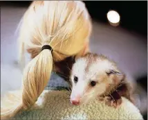  ?? PEYTON FULFORD/THE NEW YORK TIMES ?? Starfish, a Virginia opossum, peers endearingl­y over the shoulder of a fan in Little Five Points.