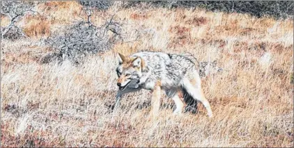  ?? TELEGRAM FILE ?? An eastern coyote is seen in the central Newfoundla­nd region in this photo.