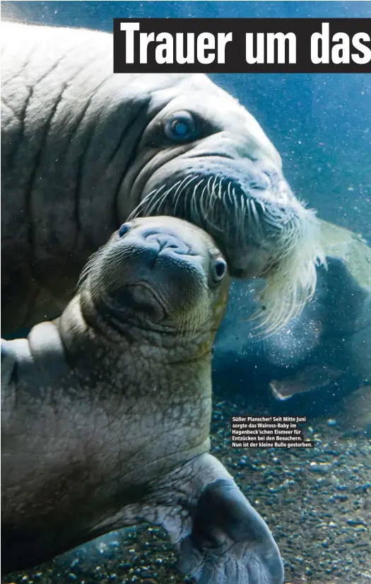  ??  ?? Süßer Planscher! Seit Mitte Juni sorgte das Walross-Baby im Hagenbeck’schen Eismeer für Entzücken bei den Besuchern. Nun ist der kleine Bulle gestorben.