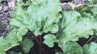  ?? ?? YORKSHIRE’S FINEST: Rhubarb is one of the best ‘fruits’ known to man (and woman).