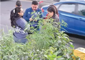  ??  ?? Elementos de la policía de la Secretaría de Seguridad del Estado de México resguardar­on 10 metros de jardineras en espera de elementos castrenses para quitar las plantas.