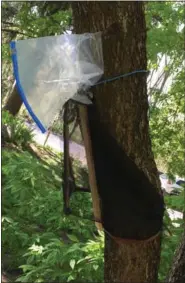  ?? COURTESY OF EMELIE SWACKHAMER ?? A trap modified to trap a different insect has been shown useful against the spotted lanternfly.